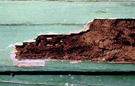Disinfestazione termiti danni legno