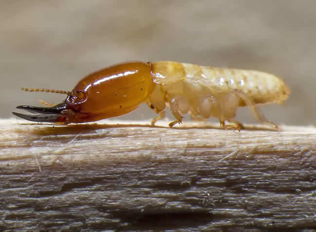 Disinfestazione controllo termiti