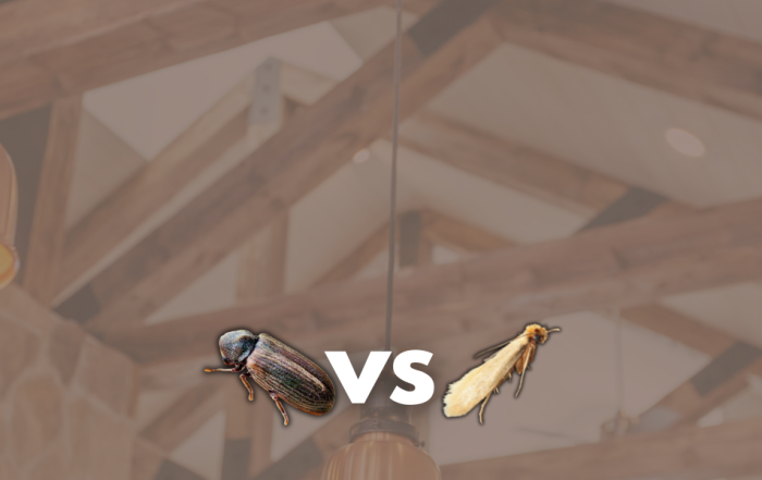 travi di legno tarme vs tarli del legno