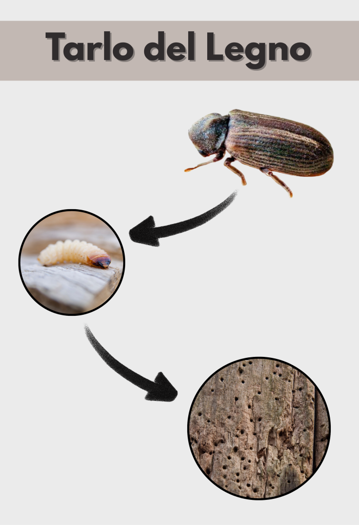 Malattie e morte causate da trattamenti antitarlo con veleni e pesticidi