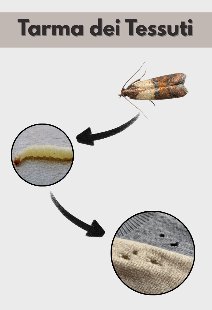 Malattie e morte causate da trattamenti antitarlo con veleni e pesticidi