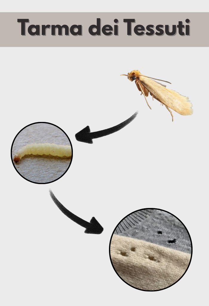 Malattie e morte causate da trattamenti antitarlo con veleni e pesticidi