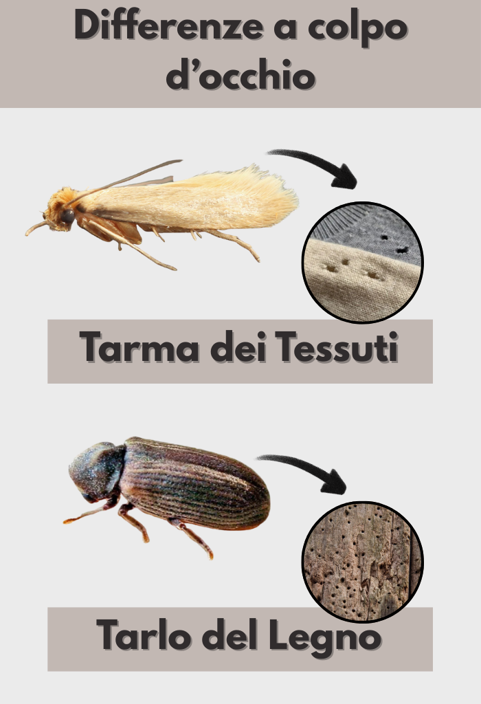 Malattie e morte causate da trattamenti antitarlo con veleni e pesticidi