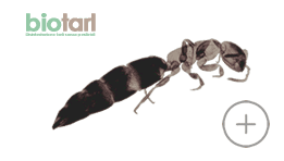 Scleroderma domesticus