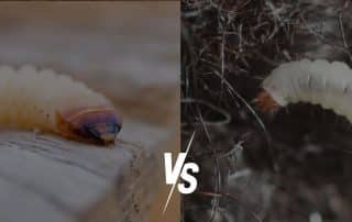 Tarme del legno o tarli del legno quali differenze ci sono