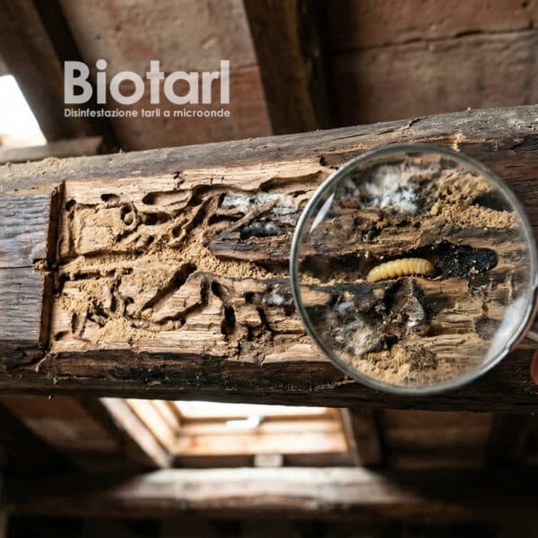 Miglior trattamento antitarlo del legno per travi e mobili Miglior trattamento antitarlo